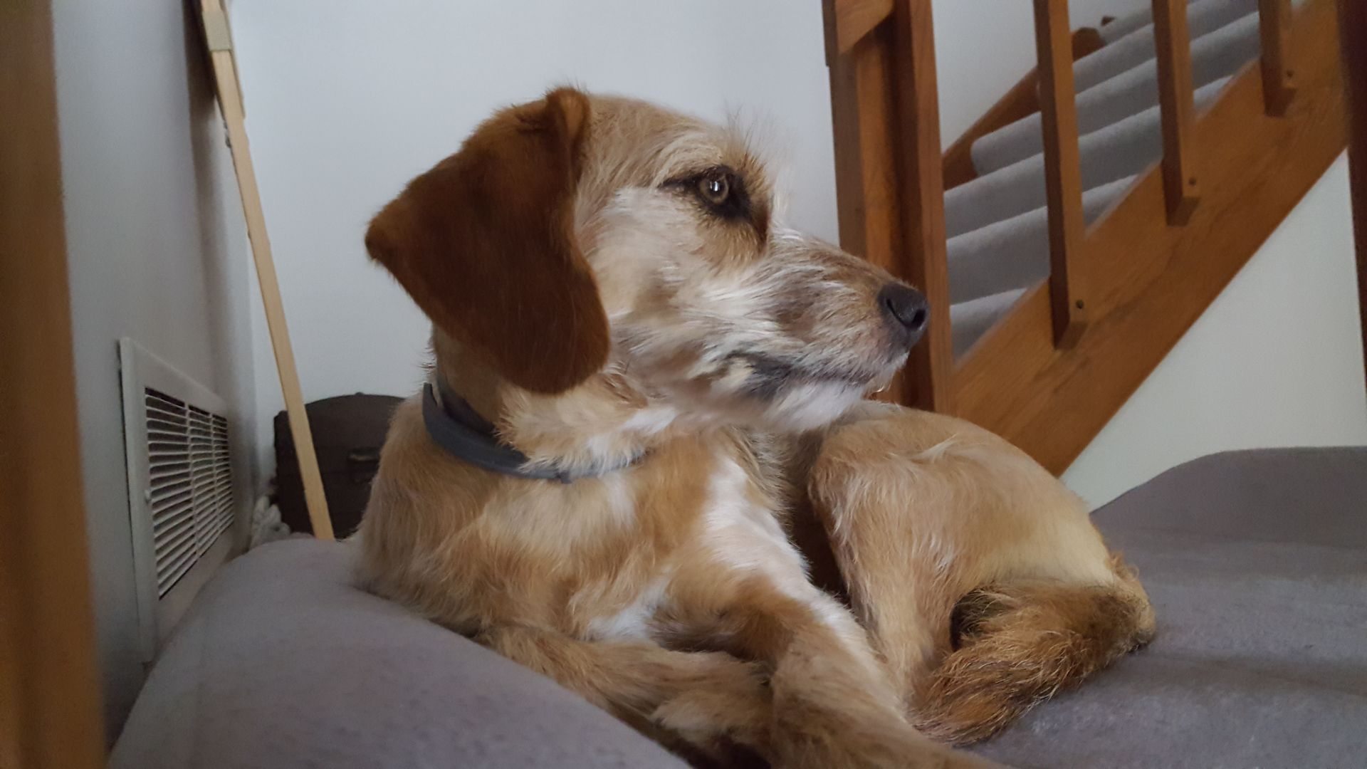 Pet of the Week 06.21.19 Brooklyn
